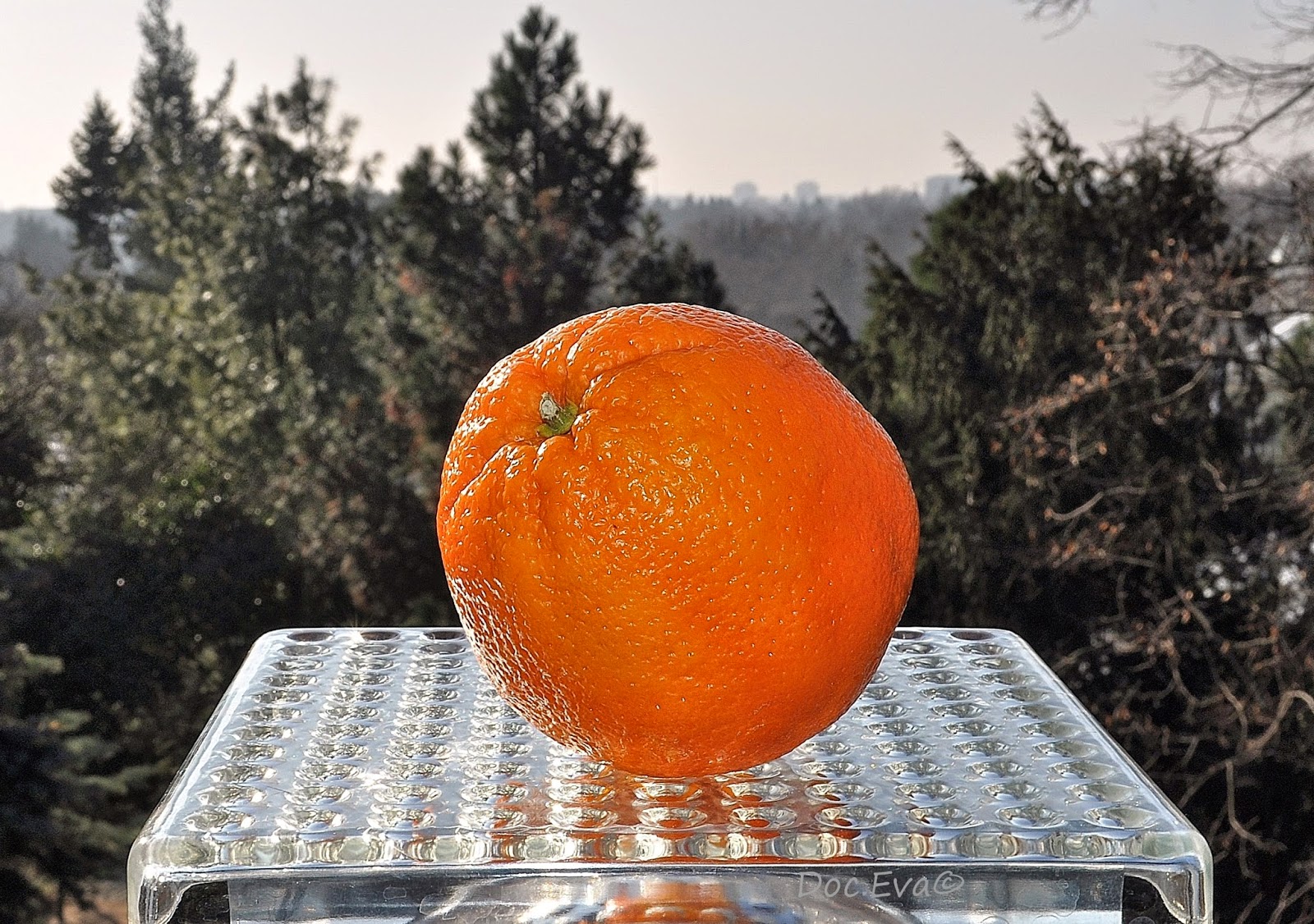 Orange (Citrus sinensis)