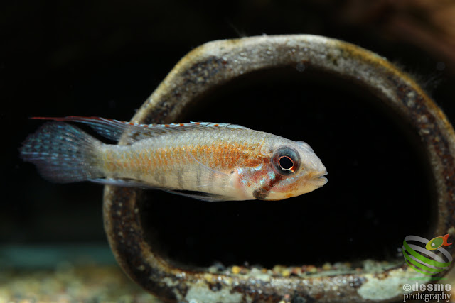 Apistogramma cf. diplotaenia