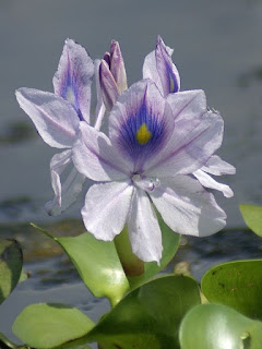 Jacinthe d'eau - Eichhornia crassipes Jacinthe d'eau - Eichhornia crassipes