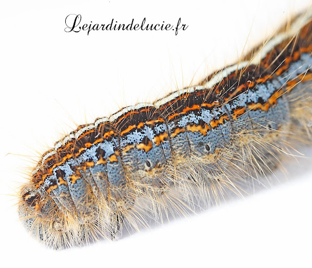 Malacosoma castrensis, chenille au dernier stade,détail des rayures latérales