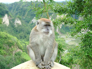 https://commons.wikimedia.org/wiki/Macaca#/media/File:Ngarai_Sianok_sumatran_monkey.jpg