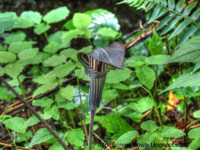 Jack in the Pulpit - wild flower Great Smoky Mountains