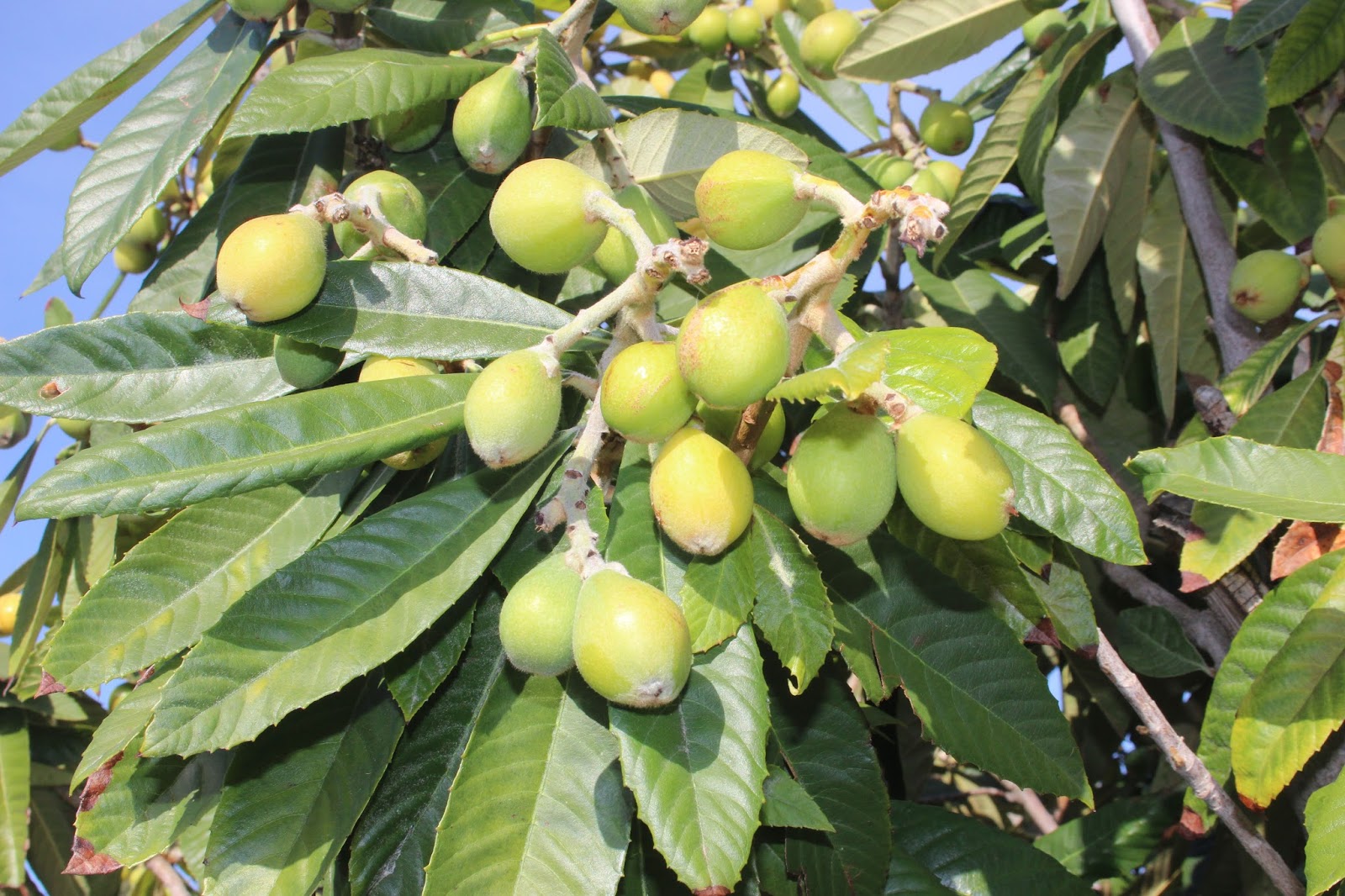 Biodiversity of Cyprus by NGO Protection of the Natural Heritage and