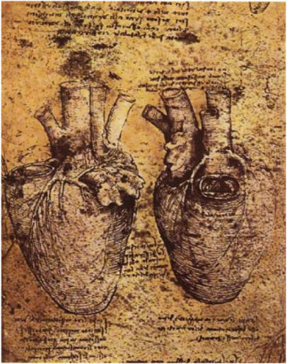 Vista Art Projects: Leonardo da Vinci Anatomy Drawings