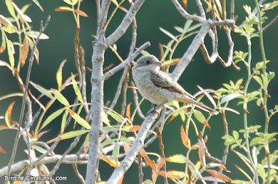 Juvenil de capsigrany (Lanius senator)