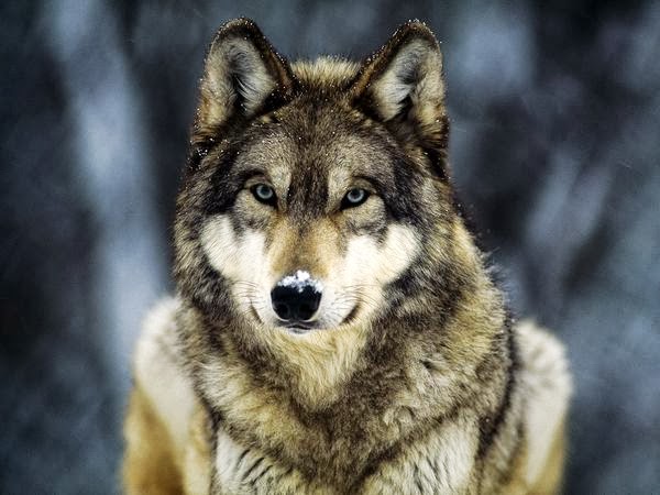 La Escalera de Iakob Frases con historia cruzar el Rubicón