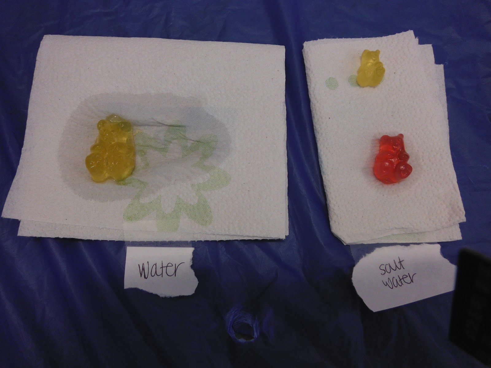 Science FREEBIE and Gummy Bear Results - SSSTeaching