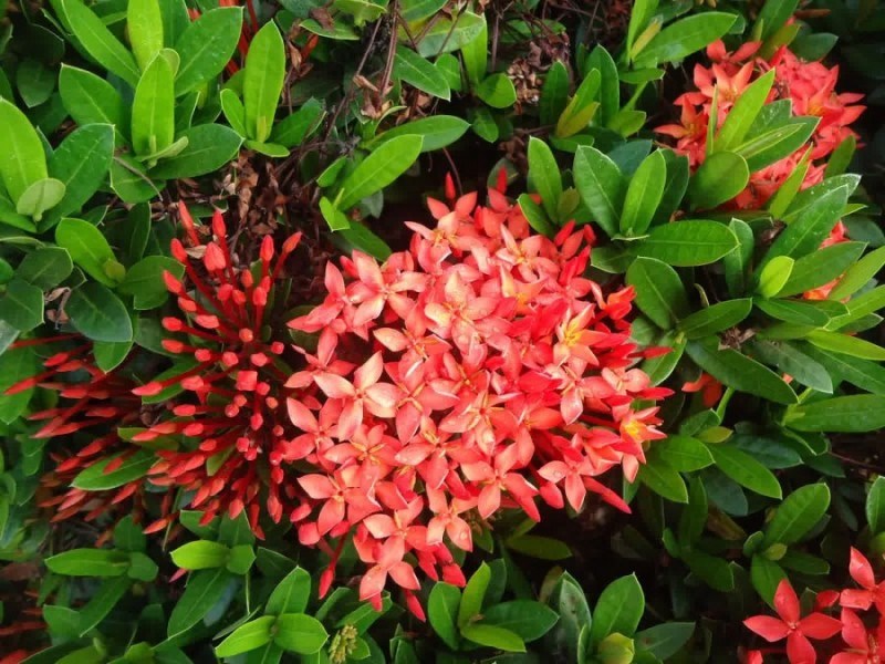 Bunga Asoka Cocok Sebagai Penghias Pekarangan Rumah Anda - Jual Mawar