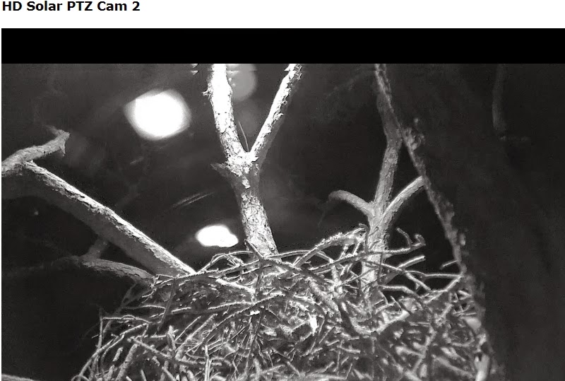 Eagles and Nature with chris7: Nest Cam Round-up: Berry College