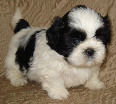 Shih tzu High Resolution cute puppies pictures | puppy photos | dogs 