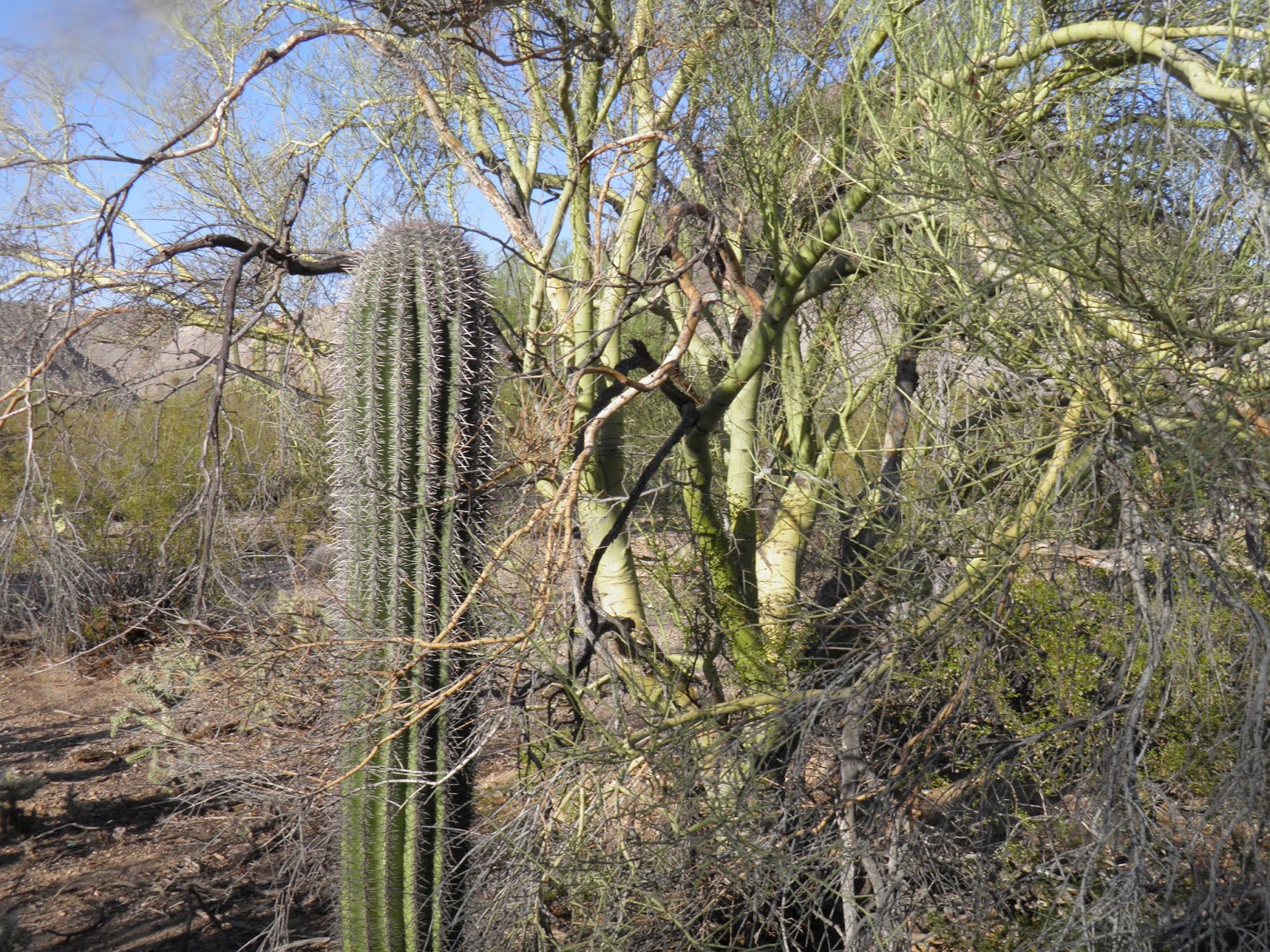 Arizona Beetles, Bugs, Birds and more Does the Palo Verde Rootborer
