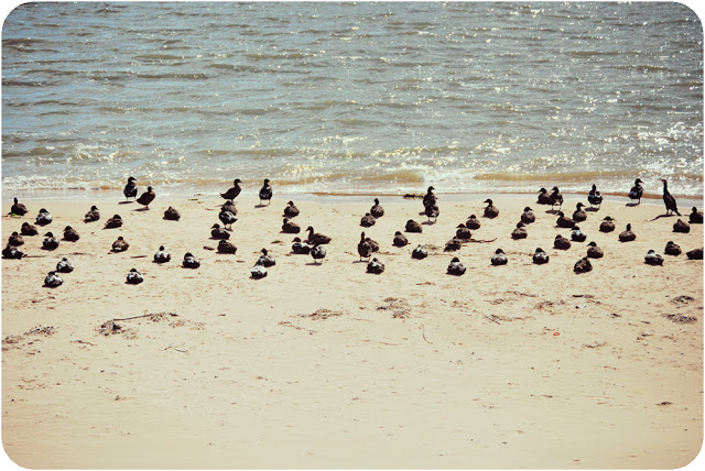Birds on Newburgh beach Aberdeenshire 