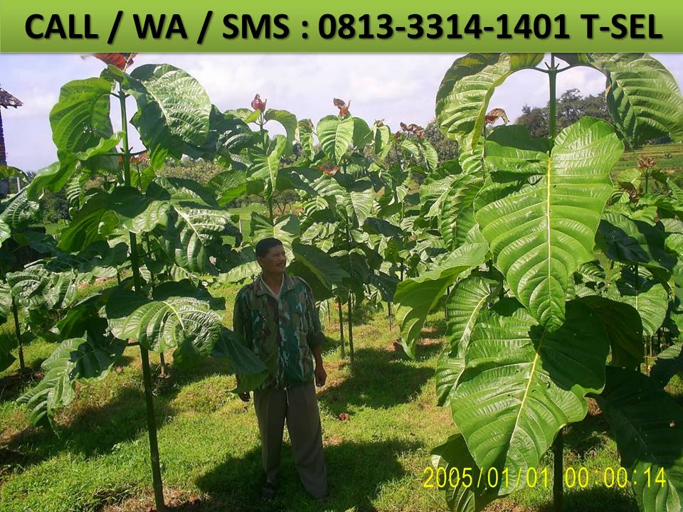 budidaya pohon jabon