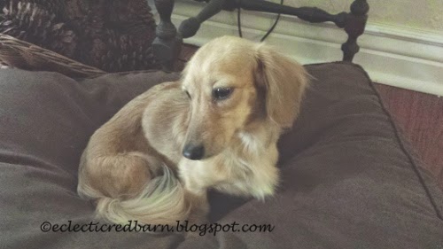 Eclectic Red Barn Dachshund Love