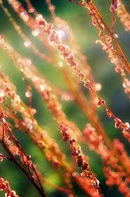 Sheep sorrel under the evening sunlight, kind of cool isn't it?