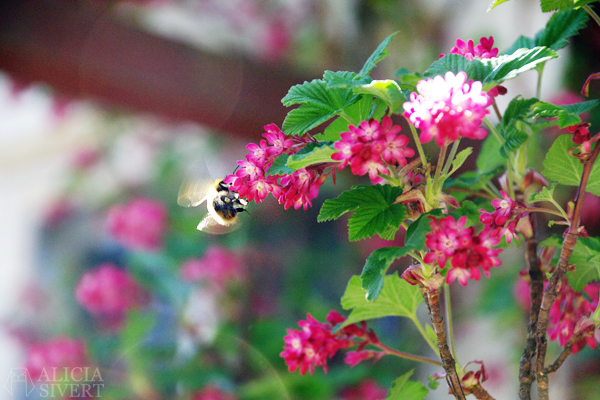 Bumblebee, photo by Alicia Sivertsson.