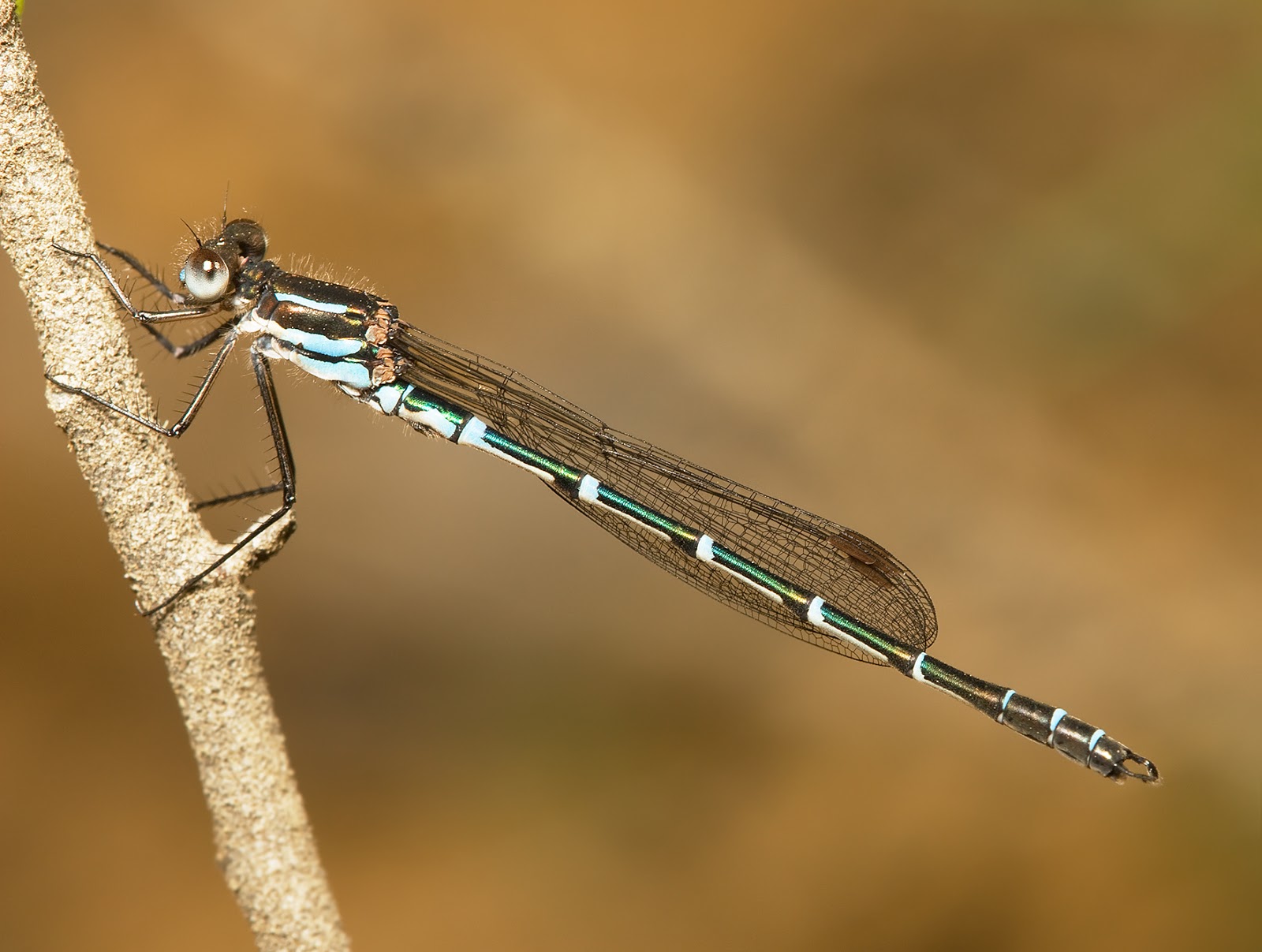 Insects: Austrolestes cingulatus male