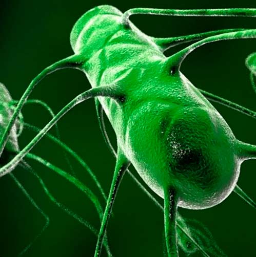 Вредоносные организмы. Микробы в соплях. Зеленые бактерии.
