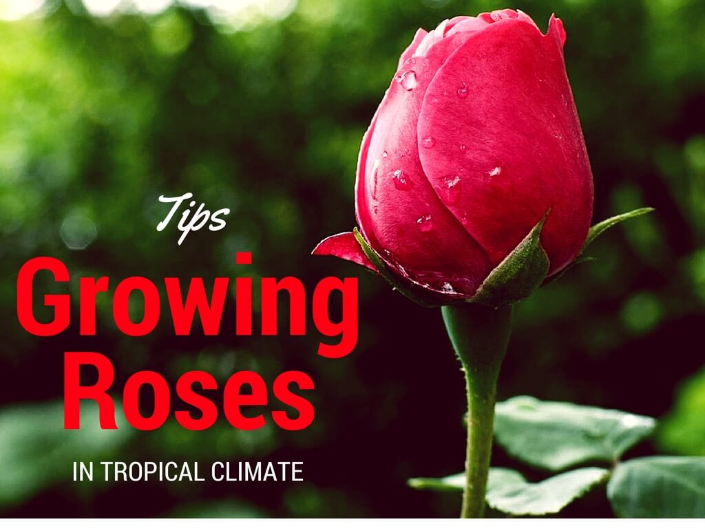 Tips Growing Roses in a Tropical Climate