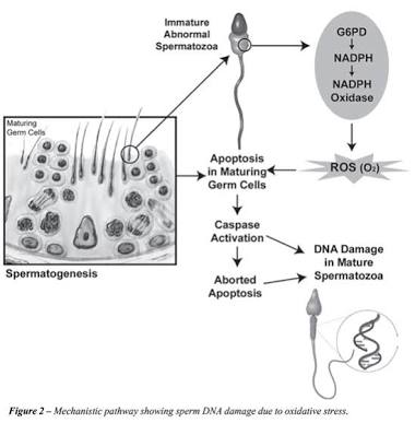 Immature Abnormal Spermatozooa Immature Abnormal Spermatozooa