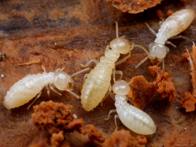 isoptera termitas hormigas orden urbina vinos savater
