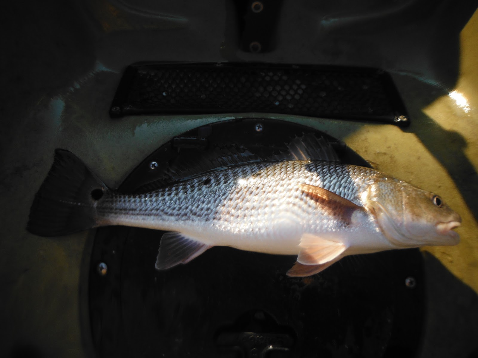 Long Island Kayak Angler Elizabeth River, Chesapeake, VA Citation Speckled Trout and Redfish