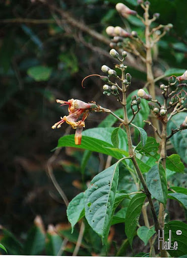 Trichanthera gigantea 