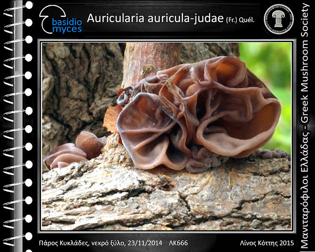 Auricularia auricula-judae (Fr.) Quél.