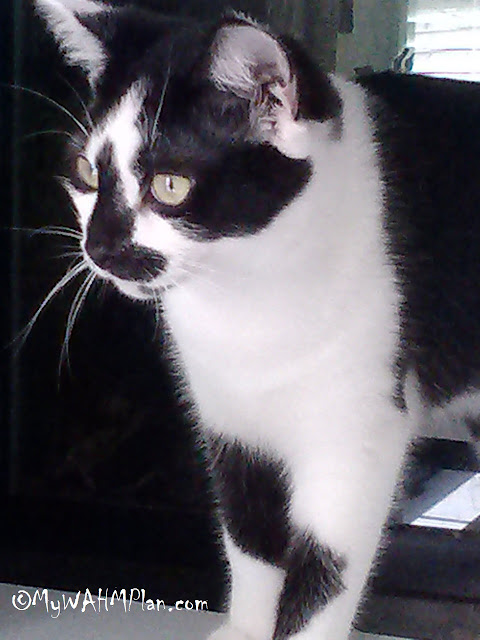 Wordless Wednesday: Fiona our kitty, green eyes, black and white cat