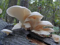  yakni salah satu jenis jamur yang kebanyakan tumbuh di kayu Manfaat Jamur Kayu Untuk Obat
