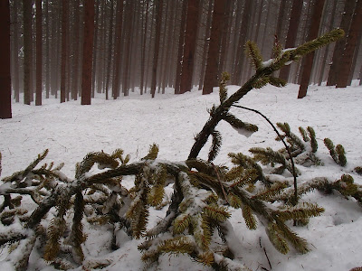 Babia Góra zimą, spacer po zimowym lesie,las w śniegu