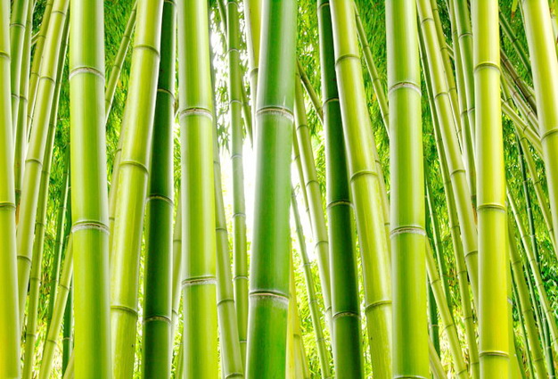 Inspirasi Baru Keramik Dinding Motif Bambu