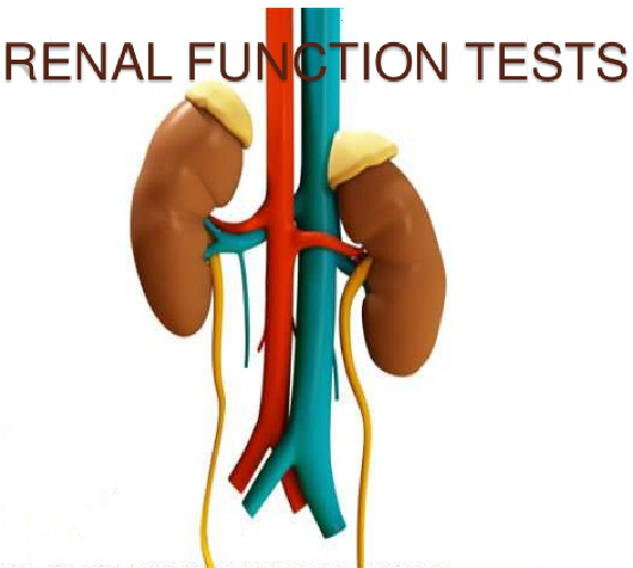 pathology-renal-function-test