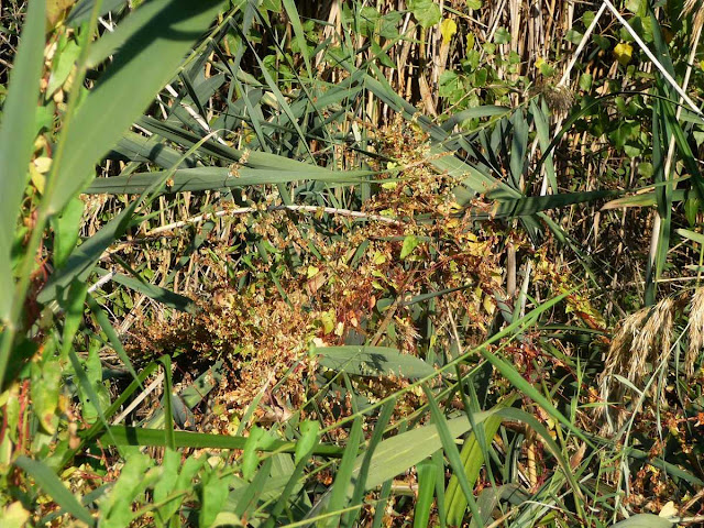 r o b i n 's y a r d: Fallopia convolvulus (Polygonum convolvulus)
