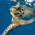 Projeto Tamar completa 35 anos com nova geração de tartarugas marinhas