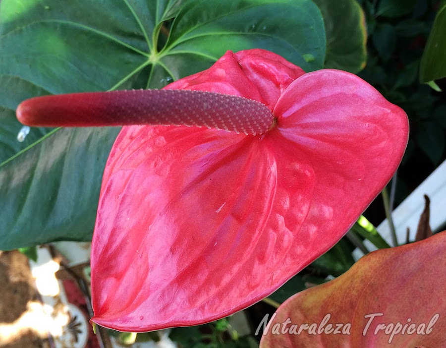 Floración de una especie de anturio o cala, género Anthurium