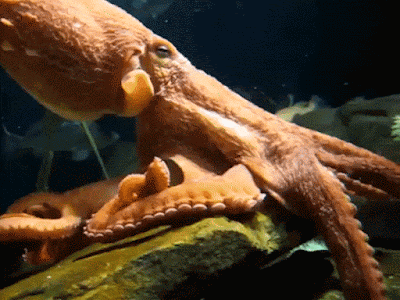 Human having sex with squids - Nude gallery Amateur nude photo submitted