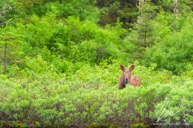 photographie, jeremie leblond-fontaine, kayak, parc national de la mauricie, faune sauvage, oiseaux, animaux, quebec, canada, huards, orignaux, urubus à tête rouge