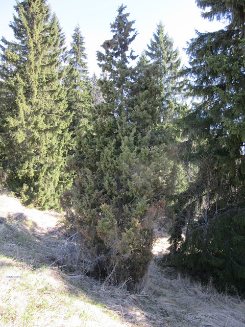 juniper, kataja