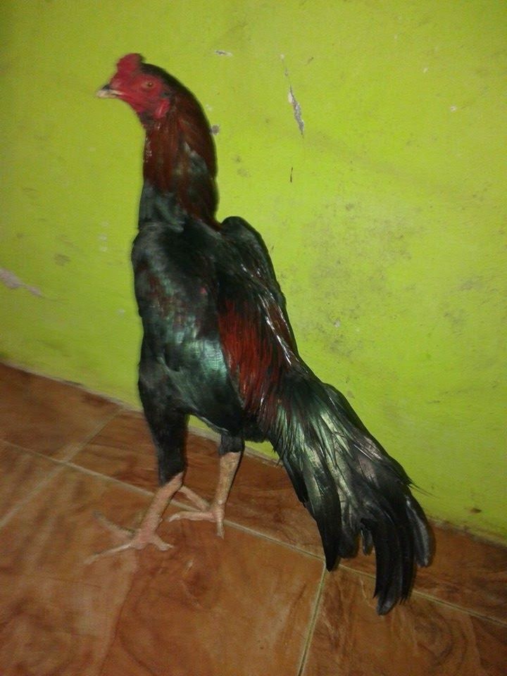  Ayam  Bangkok Super Jawara Garut Februari 2019