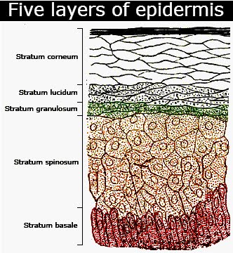 Epidermis parts - Five layers of epidermal skin in order | the dynamic