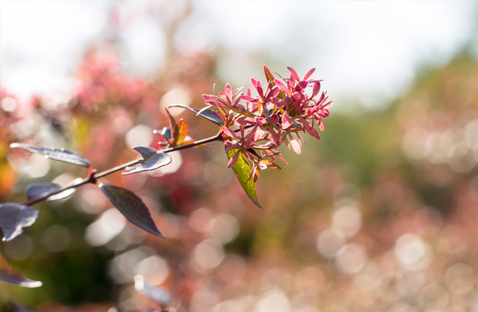 album flores fotografía macro