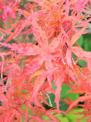 Acer palmatum Kamagata Japanese maple fall foliage at Toronto Botanical Garden by garden muses-not another Toronto gardening blog 