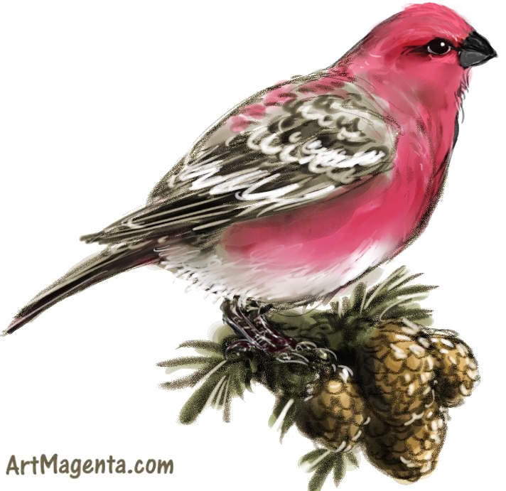 Pine Grosbeak sketch painting. Bird art drawing by illustrator Artmagenta