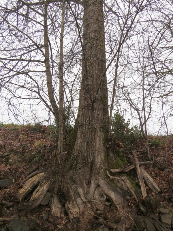 Photos by Jan Off D Street in Springfield,Oregon/Then Day Island Park