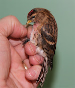 Bird Ringing