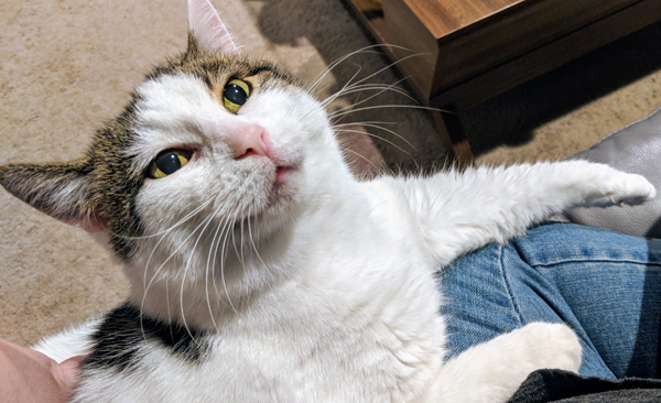 image of Olivia the White Farm Cat sitting on my lap, looking up cotentedly as I scratch her back