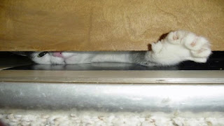 Блог Кота Васьки ванная