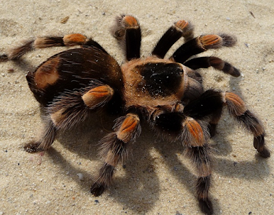 Laba Laba Tarantula beracun