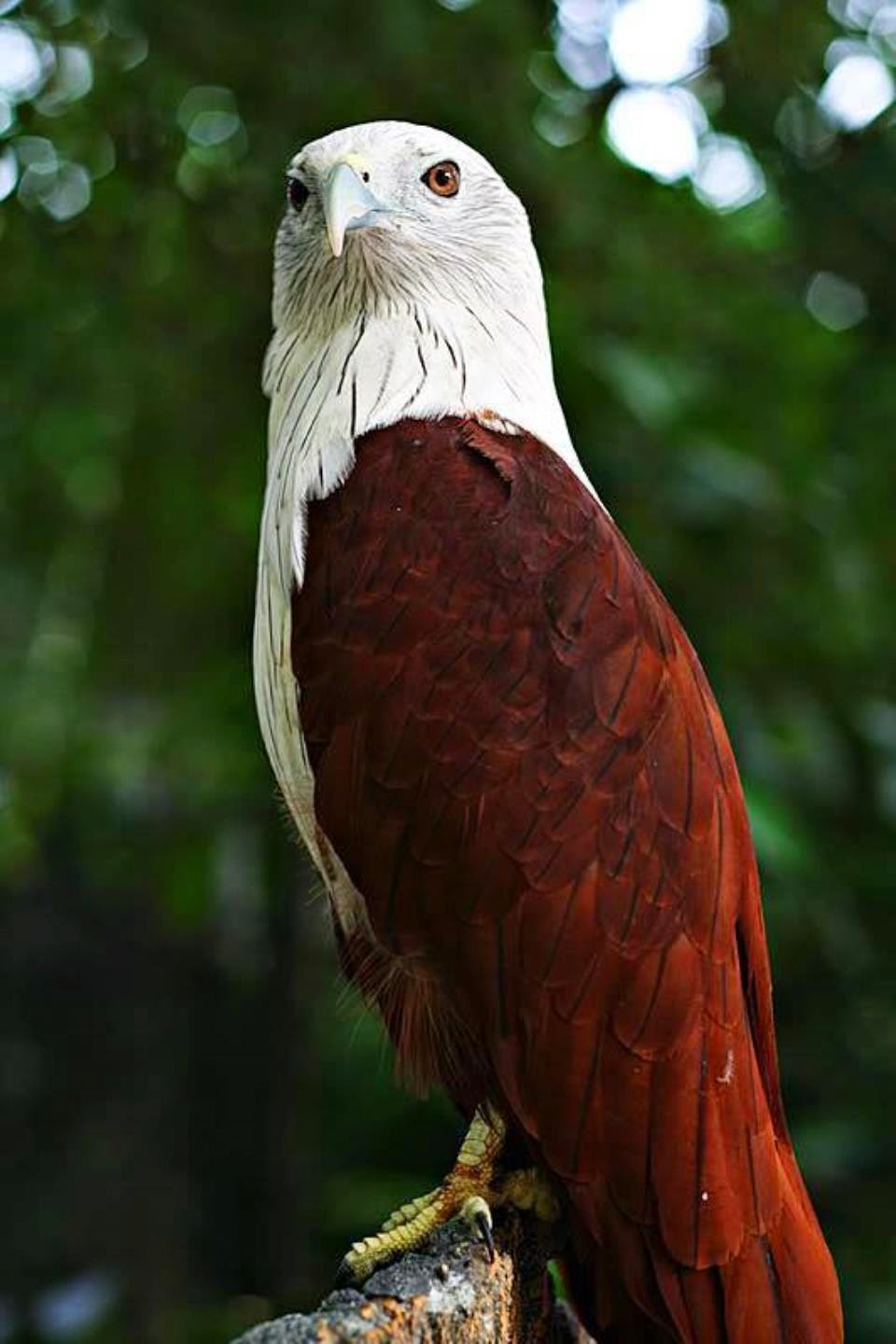  Gambar  Informasi Hewan  Tanaman Elang  Bondol Burung Gambar  